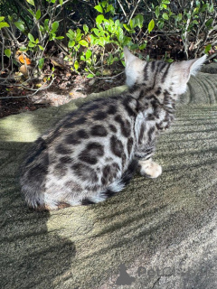 Photo №2 to announcement № 152666 for the sale of bengal cat - buy in Switzerland 
