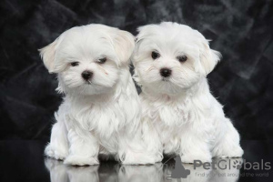 Photo №1. maltese dog - for sale in the city of Copenhague | 600$ | Announcement № 21499