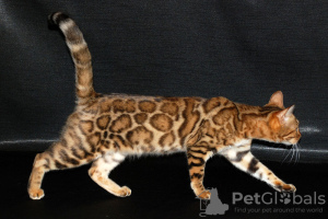 Photo №2 to announcement № 81429 for the sale of bengal cat - buy in Russian Federation breeder