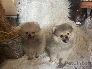 Photo №2 to announcement № 115526 for the sale of pomeranian - buy in Serbia 