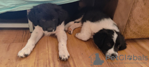 Photo №1. border collie - for sale in the city of Sofia | negotiated | Announcement № 72283