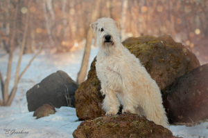 Photo №2 to announcement № 2062 for the sale of soft-coated wheaten terrier - buy in Russian Federation breeder