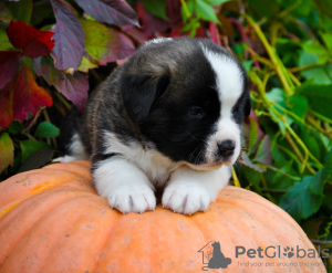 Photo №1. st. bernard - for sale in the city of Minsk | 766$ | Announcement № 7995