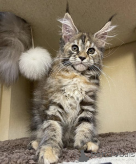 Photo №2 to announcement № 134854 for the sale of maine coon - buy in Germany private announcement, from nursery, from the shelter, breeder