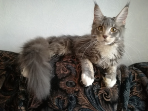 Photo №3. Mono-breed Tandem of Stars kennel offers Maine Coon kittens.. Russian Federation