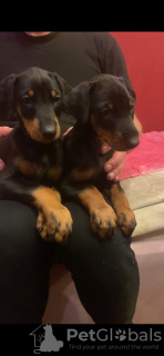 Additional photos: Purebred Doberman puppies for sale 1.5 months.