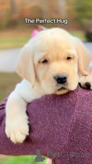 Photo №3. Labrador Retriever-puppy's te koop. Luxembourg