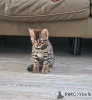 Photo №1. bengal cat - for sale in the city of Dudeldorf | 361$ | Announcement № 173910