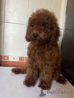 Photo №3. Toy Poodle Girl FCI. Ukraine