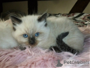 Photo №3. Pedigree Ragdoll Kittens for Sale available now. Germany