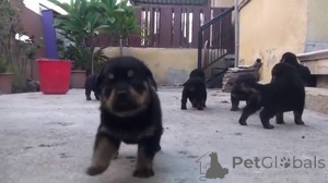 Photo №1. rottweiler - for sale in the city of Antwerp | Is free | Announcement № 154179