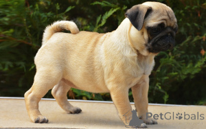 Photo №1. pug - for sale in the city of City of London | 723$ | Announcement № 165556