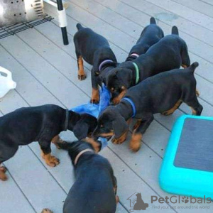 Photo №1. dobermann - for sale in the city of Vilnius | negotiated | Announcement № 85137