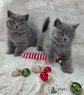 Photo №1. british shorthair - for sale in the city of Malaga | negotiated | Announcement № 176412
