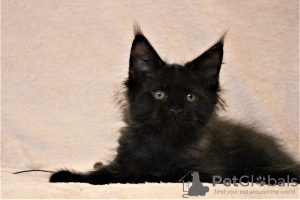 Photo №2 to announcement № 12543 for the sale of maine coon - buy in Russian Federation from nursery