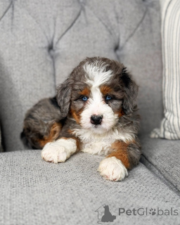 Photo №2 to announcement № 168959 for the sale of non-pedigree dogs - buy in Germany breeder