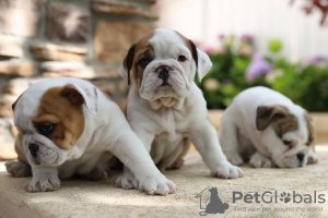 Photo №1. english bulldog - for sale in the city of London | 528$ | Announcement № 69128