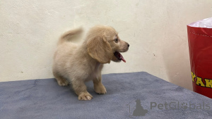 Photo №2 to announcement № 173980 for the sale of dachshund - buy in Germany breeder