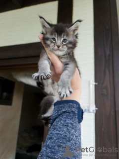 Photo №2 to announcement № 125716 for the sale of maine coon - buy in Germany private announcement