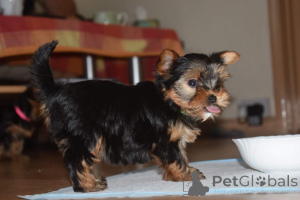 Photo №1. yorkshire terrier - for sale in the city of Fegen | 877$ | Announcement № 168487