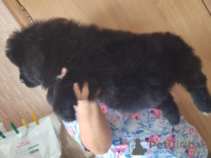 Photo №4. I will sell newfoundland dog in the city of Vladivostok. breeder - price - 651$
