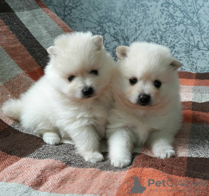 Photo №1. pomeranian - for sale in the city of Minsk | 245$ | Announcement № 62446