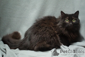 Additional photos: The suffering cat Ksyusha is looking for a home! Handy and affectionate!