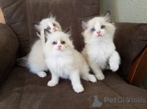Photo №1. ragdoll - for sale in the city of Arrondisman de Brussels Capital | Is free | Announcement № 165756
