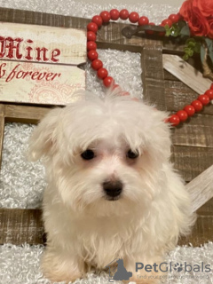 Photo №1. maltese dog - for sale in the city of New York | negotiated | Announcement № 84259