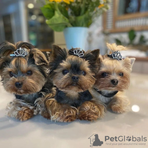 Photo №4. I will sell yorkshire terrier in the city of Ljubljana. private announcement, from nursery, from the shelter, breeder - price - 169$