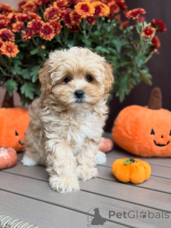 Photo №2 to announcement № 157763 for the sale of maltipu - buy in Luxembourg private announcement