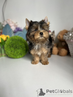 Photo №1. yorkshire terrier - for sale in the city of Berlin | 568$ | Announcement № 164795