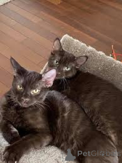 Photo №1. havana brown - for sale in the city of Vienna | 599$ | Announcement № 163817