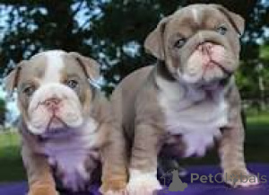 Photo №3. Prachtige Engelse Bulldog-puppy's te koop. Belgium