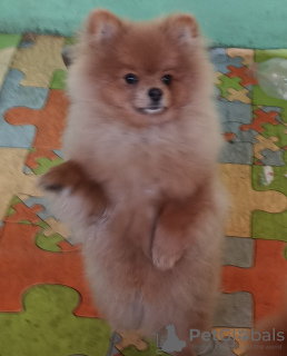 Photo №4. I will sell pomeranian in the city of Belgrade.  - price - 1057$