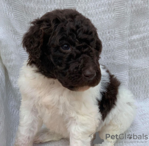 Photo №1. poodle (royal) - for sale in the city of Nußloch | 475$ | Announcement № 79660