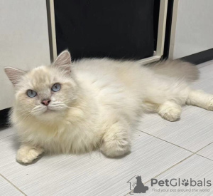 Photo №1. ragdoll - for sale in the city of Essen | Is free | Announcement № 127980