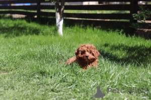 Photo №4. I will sell kavapu in the city of Minsk. private announcement, from nursery, breeder - price - 1318$