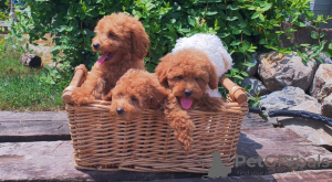 Photo №1. poodle (toy) - for sale in the city of Belgrade | negotiated | Announcement № 111766