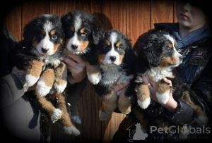 Photo №1. bernese mountain dog - for sale in the city of Ankum | 465$ | Announcement № 169416
