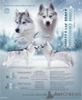 Photo №1. siberian husky - for sale in the city of Inđija | negotiated | Announcement № 94815