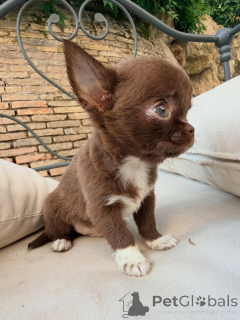 Photo №1. chihuahua - for sale in the city of Lyon | negotiated | Announcement № 169420
