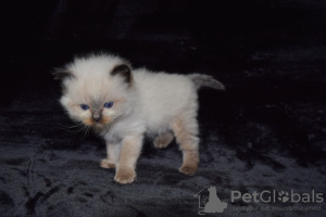 Photo №3. Vaccinated Ragdoll Kittens available for Sale to caring homes. Spain