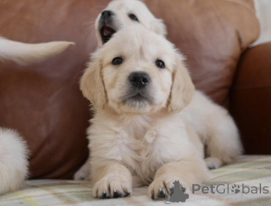 Photo №1. golden retriever - for sale in the city of Antwerp | Is free | Announcement № 154301