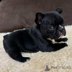 Photo №4. I will sell french bulldog in the city of Glasgow. private announcement - price - negotiated