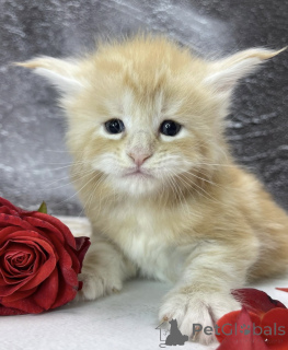 Photo №1. maine coon - for sale in the city of Baden Baden | 568$ | Announcement № 163324