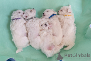 Photo №3. Healthy Maltese puppies. United States