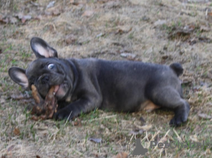 Photo №4. I will sell french bulldog in the city of Москва. private announcement, from nursery - price - negotiated