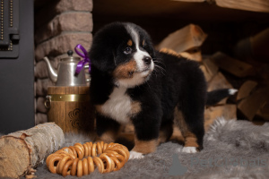 Photo №2 to announcement № 9794 for the sale of bernese mountain dog - buy in Belarus from nursery