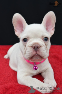 Photo №4. I will sell french bulldog in the city of Калифорния Сити. breeder - price - negotiated